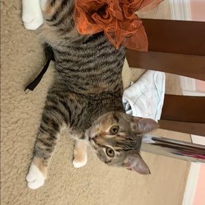 Meet your Posher, Elsi